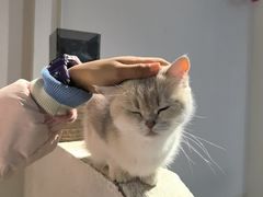 -琪喵猫屋·撸猫猫咖·猫舍