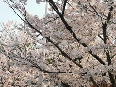 -高东镇樱花园