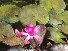 -国家植物园南园