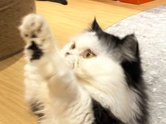 -米乐乖乖猫咪咖啡馆·猫咖(深圳湾后海汇店)