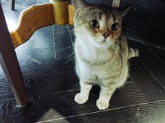-猫色咖啡·猫咖