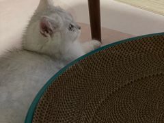 -lincat·猫舍(广州店)