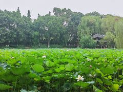 -桂湖森林公园