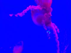 -瑞普利水族馆