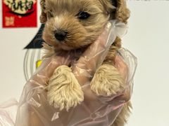 -翊宠yipet猫狗购宠庄园犬舍•猫舍