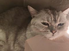 -猫儿山۰猫主题餐厅