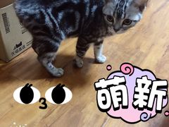 -猫大福·Fortune Cat猫舍(百子湾店)