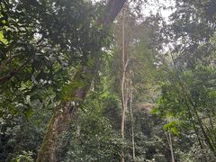 -西双版纳原始森林公园