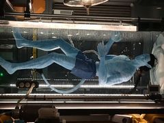 -奥兰多迪士尼动物王国乐园