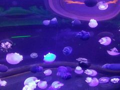 -芜湖新华联大白鲸海洋公园