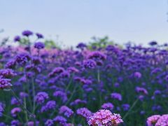 -同里国家湿地公园