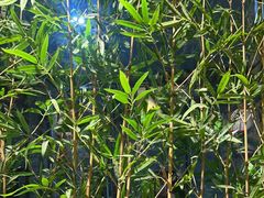 -牛村来人潮汕牛肉火锅(西单店)