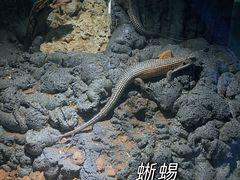 -顺德南宏海立方海洋公园