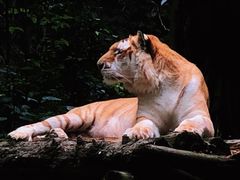 -广州长隆野生动物世界