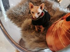-猫爷宠物生活馆·撸猫馆