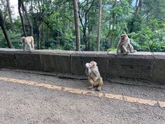 -黔灵山公园