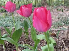 -昆山城市生态森林公园