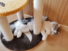 -猫腻·猫咖·撸猫馆(星光大道店)