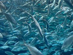 -上海海洋水族馆