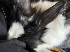 -北京观赏动物医院·24小时大型综合·猫专科·异宠专科