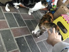 -潘国仙耳光馄饨(黄家阙路店)