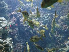 -海合安青岛极地海洋公园