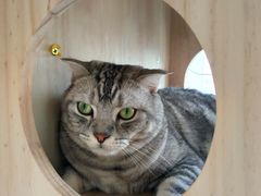-Catmate·猫肥家润(金润铂宫店)