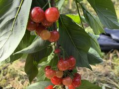 -樱桃山旅游景区