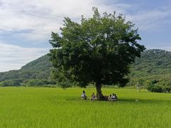 -艾米稻香小镇