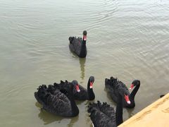 -石家庄市动物园