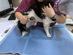 -芭比堂动物医院·CT·微创中心(新顺分院)