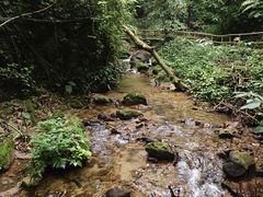 -莫里热带雨林景区