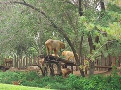 -北京野生动物园
