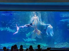 -海合安成都极地海洋公园