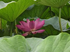 -莲花池公园