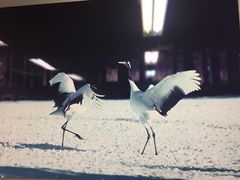 -钏路市丹顶鹤自然公园
