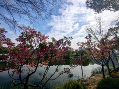 -新江湾城公园