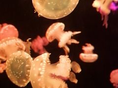 -欢乐海岸海洋奇梦馆