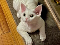 -Bastet sally猫舍购宠(静安店)