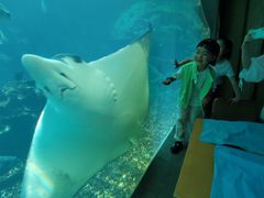 -海棠湾洲际-涛·海底餐厅·美人鱼·自助餐·海底隧道
