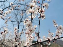-北京鹫峰国家森林公园