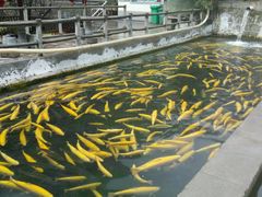 -建社鱼庄(管坪店)