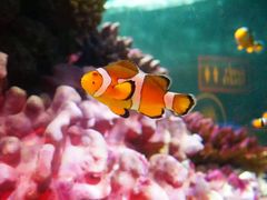 -暹罗海洋世界