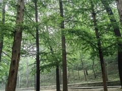 -白水寺森林公园
