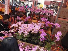 -越秀西湖花市(广州城市广场花卉店)