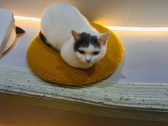 -COLOR PETS 撸猫馆·购猫·猫咖(长风大悦城店)