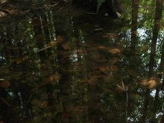 -桤木河湿地公园