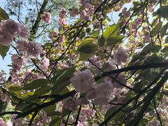 -武汉大学-樱园