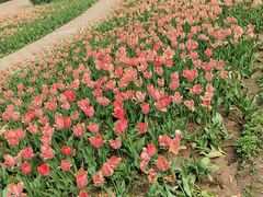 -石家庄市植物园