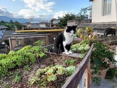 -喵屿·大理花园猫咖